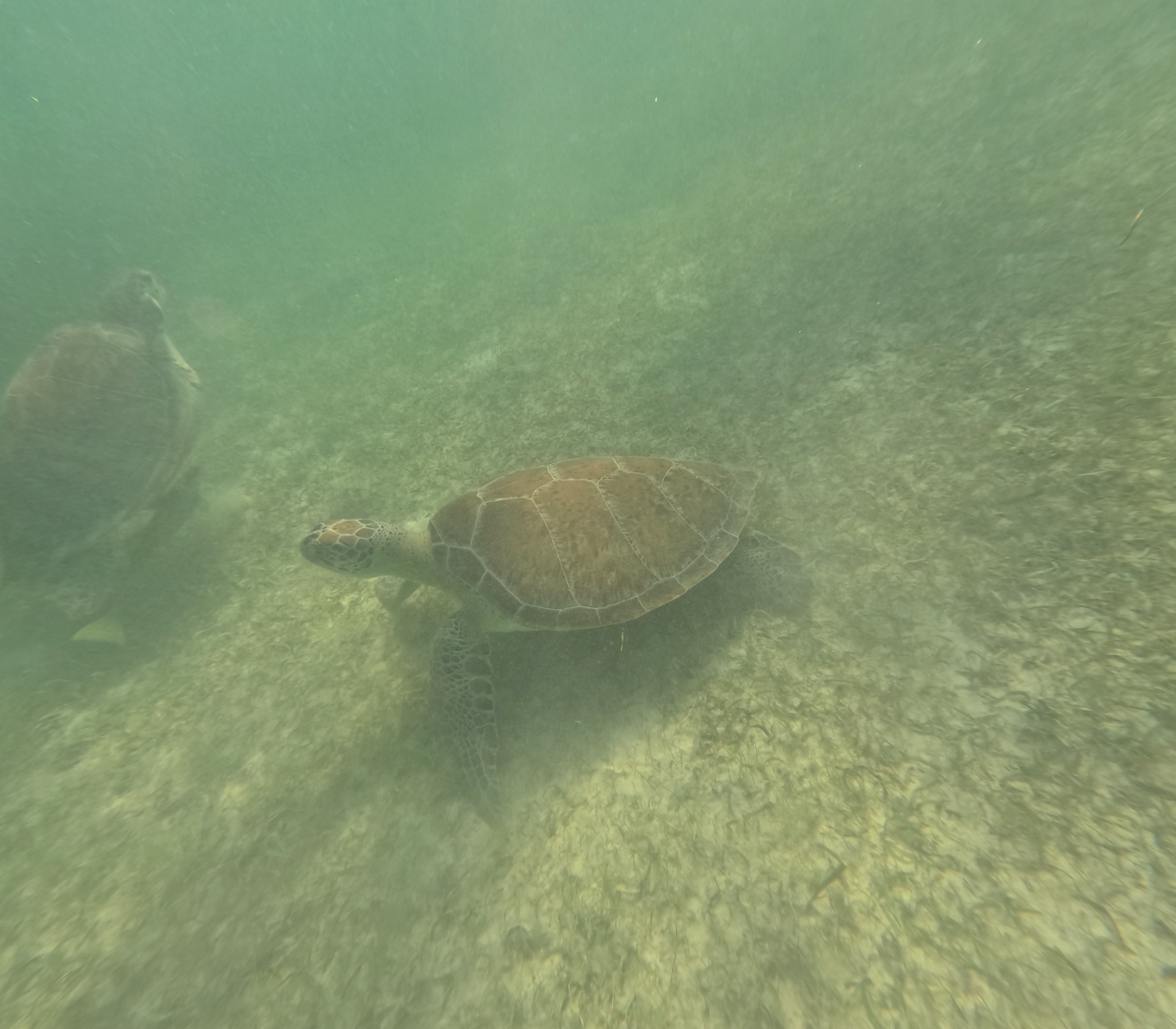 Turtle photo 3